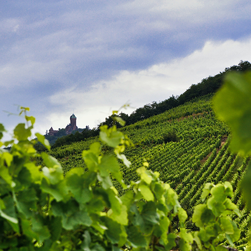 Alsace wine region